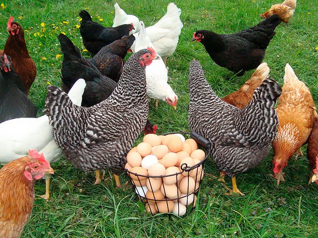 Содержание кур и уход за ними | ЗооТом - продажа, вязка и услуги для животных в Заволжске