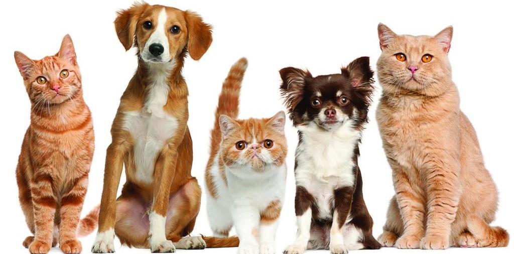 Доска объявлений о животных | ЗооТом - продажа, вязка и услуги для животных в Заволжске