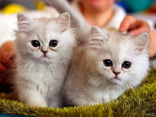 Породы кошек в Заволжске | ЗооТом портал о животных