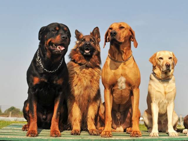 Крупные породы собак в Заволжске | ЗооТом портал о животных