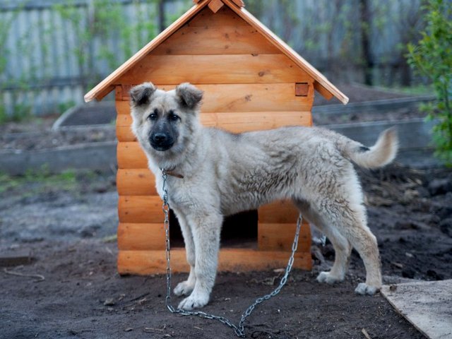 Все о собаках в Заволжске Все о собаках в Заволжске